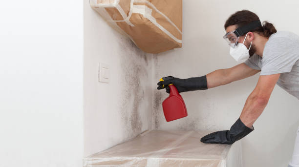 Professional Mold Inspection technician working in Roxbury, MA